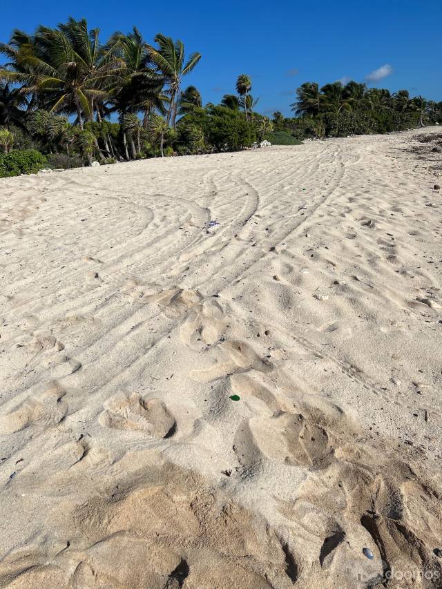 Venta de 5 Hectáreas en el Caribe Mexicano