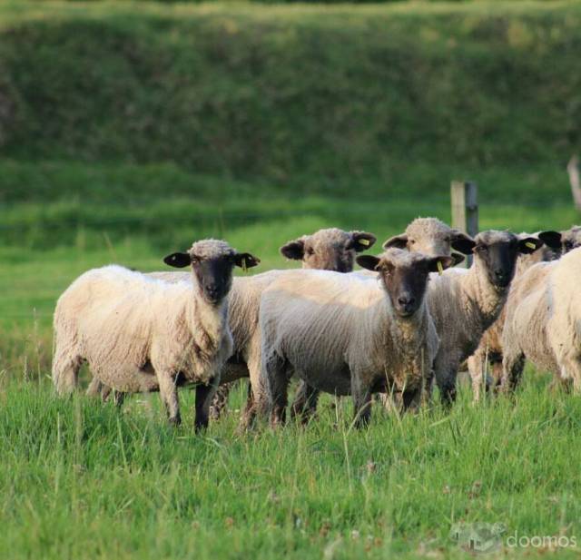 Venta de ganado, vaquillas, toros, terneros, novillos y vacas.