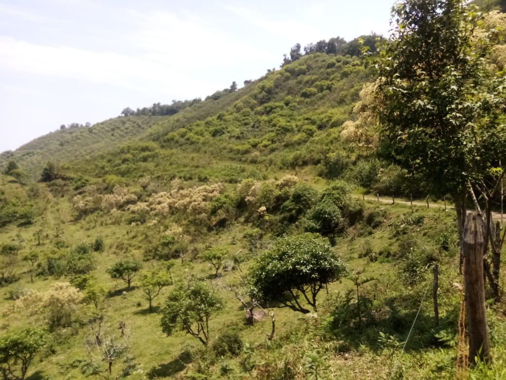 75 hectáreas en Venta en Ixhuacan de los Reyes