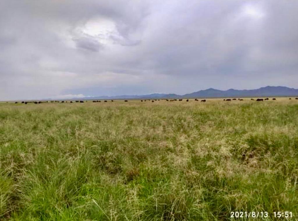 Rancho en Venta Ganadero y suceptible para agricultura  (100 hectareas)- Zona Ahumada
