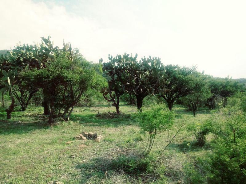 Venta de Terreno en Pedregal del Picacho, Ejido La Tomatina, Aguascalientes