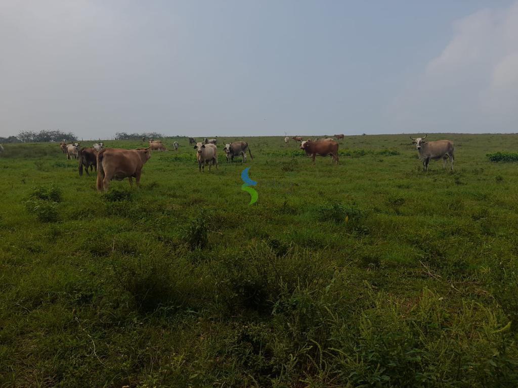 Terreno en venta en la Isla Juan A. Ramirez en Veracruz