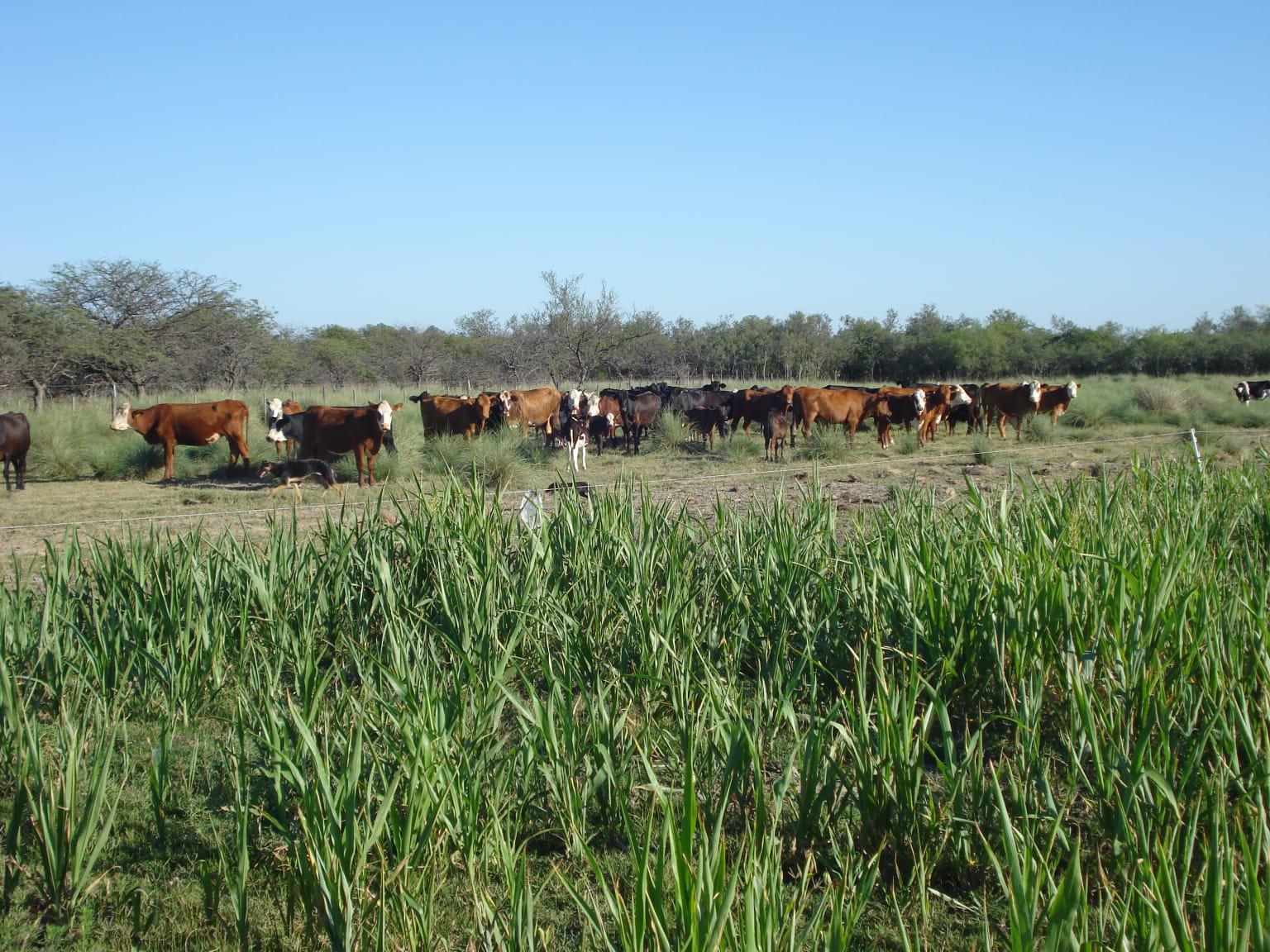 Campo - Colonia La Nueva