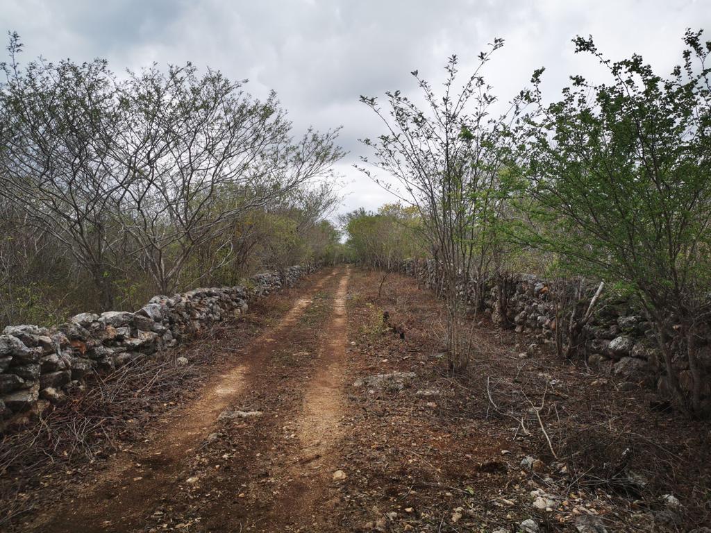Terreno en Venta de 8000 m2 en Sinanché Yucatán