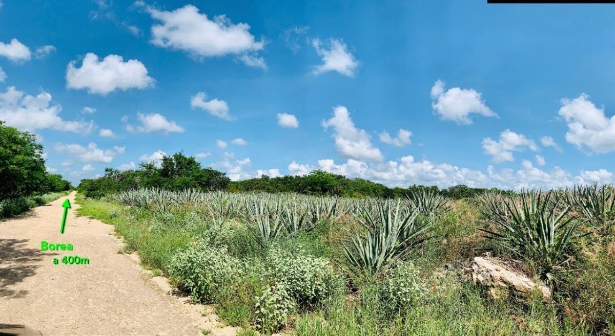 Lotes campestres en BOREA, Tixcuncheil, a 20min de Mérida, zona de desarrollos