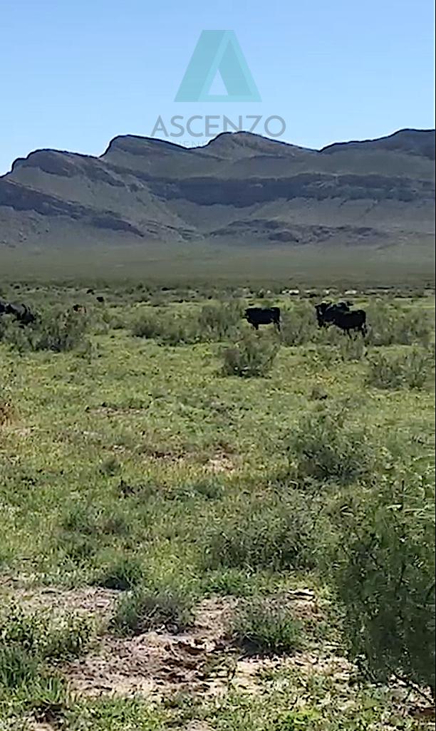 RANCHO AGRÍCOLA / GANADERO EN VENTA POR EJIDO LA ESPERANZA. CARR. CD JUAREZ