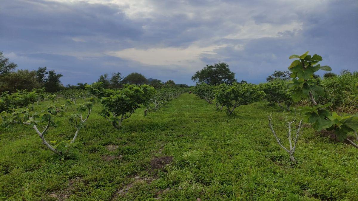 TERRENO AGRÍCOLA