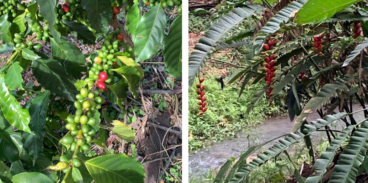 Finca Cafetalera en Teocelo VER.