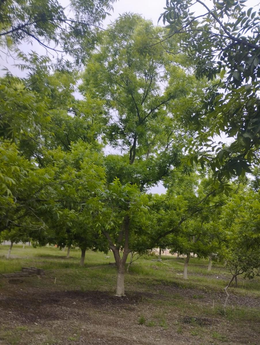 Terreno en Venta en Ojo de Agua Coahuila