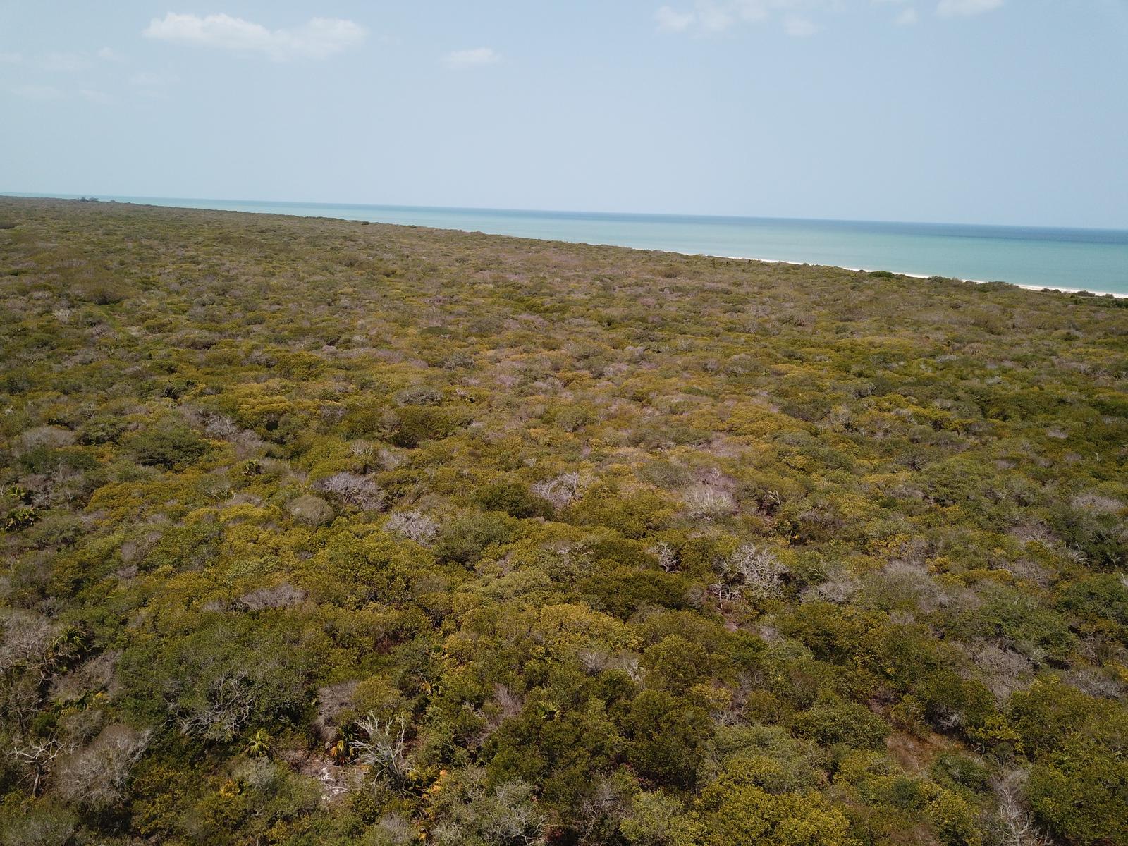 Terreno en la Costa Yucateca