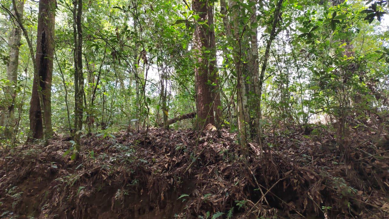 TERRENO EN BOSQUE HUMEDO