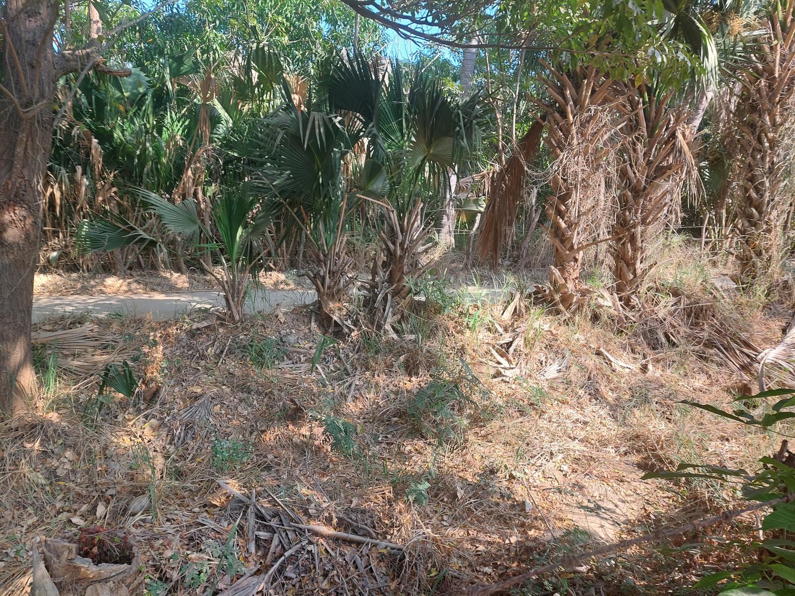 Terreno en  Residencial de playa Palma Dorada