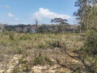 Se VENDE 60 hectáreas de terreno sobre carretera Vicente Guerrero, Ciudad Maya