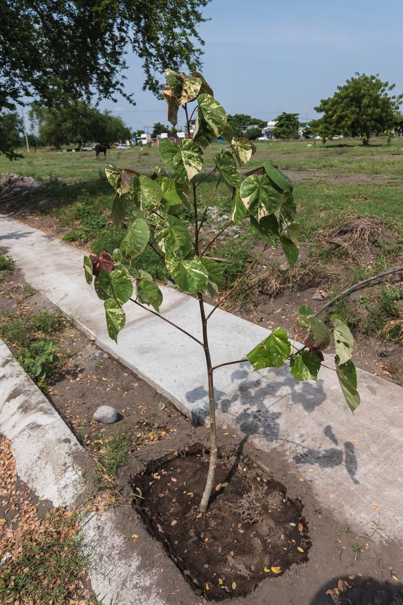 Terreno en Fraccionamiento Llanos de San José