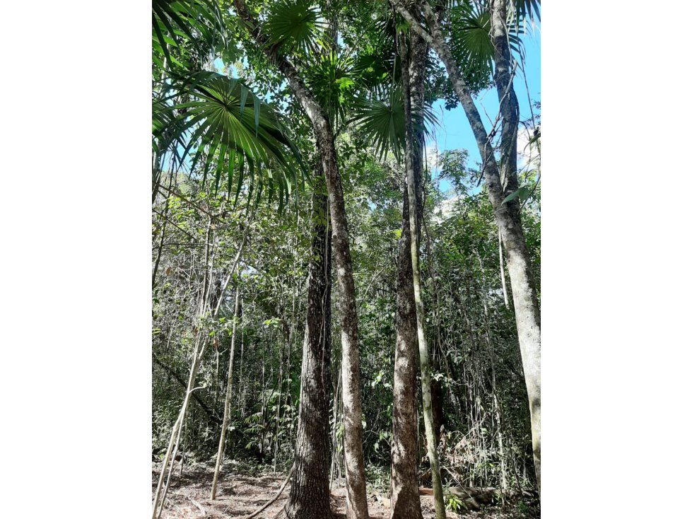 Rancho de 10 hectareas cerca de Leona Vicario