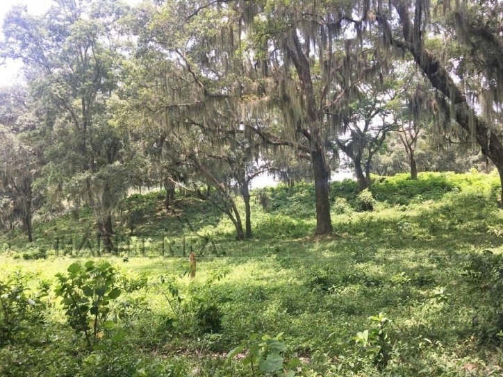 RANCHO EN VENTA UBICADO EN TEPETZINTLA ,VERACRUZ